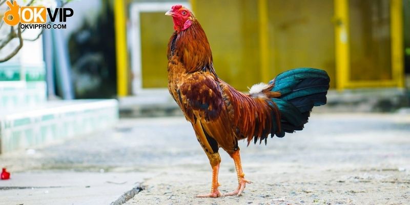 Thức ăn là yếu tố quan trọng sư kê cần lưu ý khi tìm hiểu cách nuôi gà đá