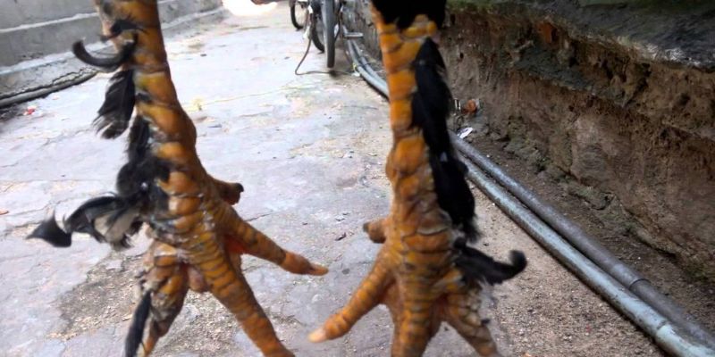 Dấu hiệu dễ nhận biết gà chân lông vảy loạn